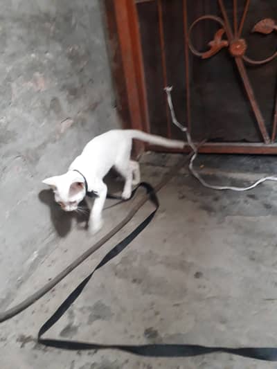 Male cat