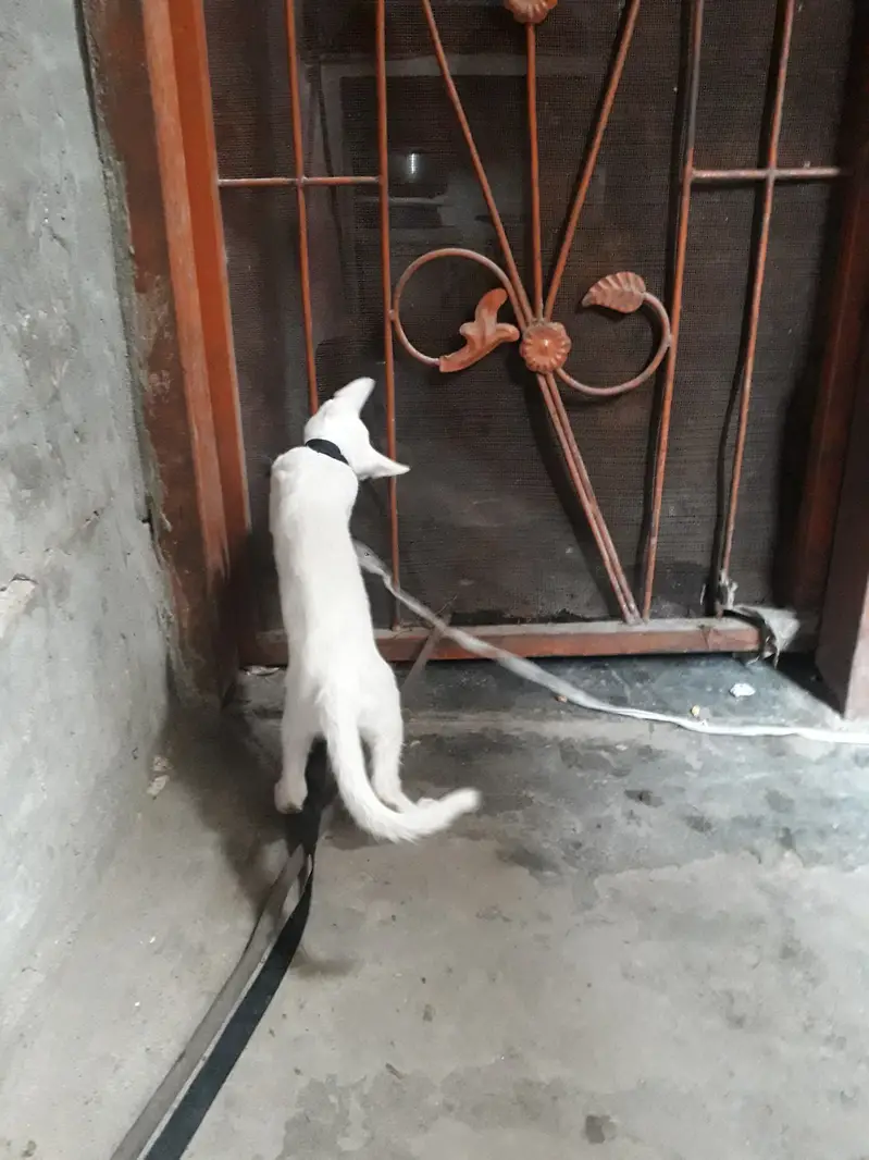 Male cat — photo 2