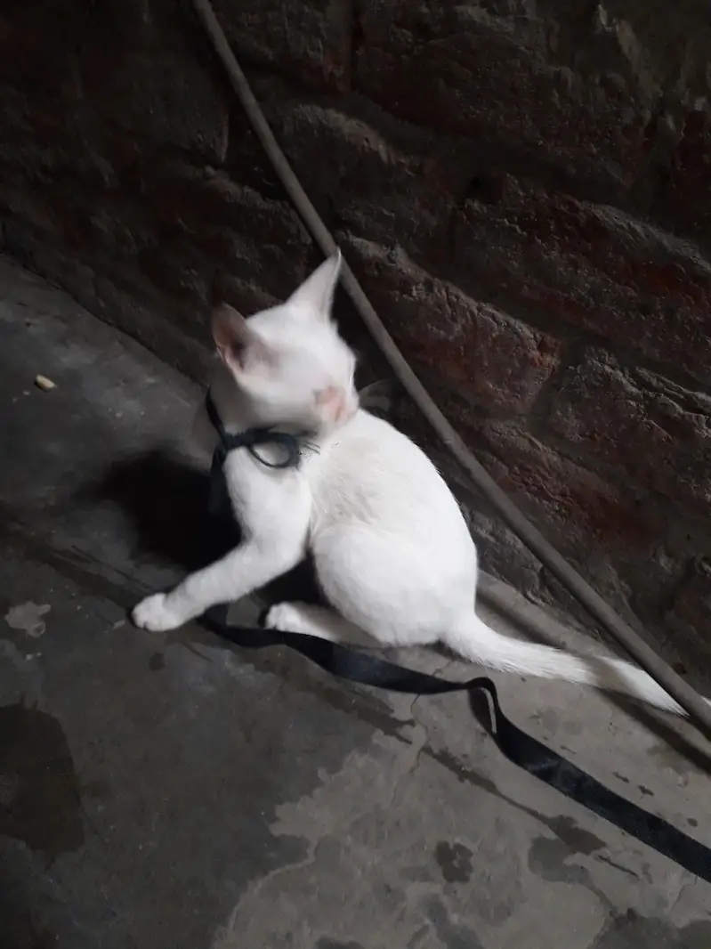 Male cat — photo 3