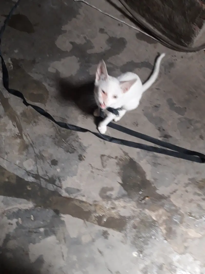 Male cat — photo 4