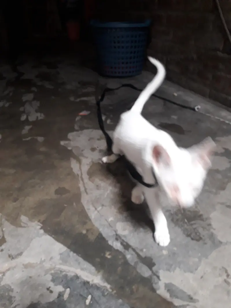 Male cat — photo 5