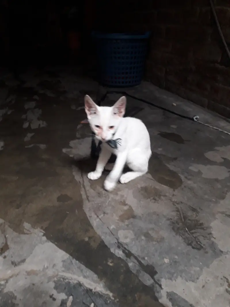 Male cat — photo 6