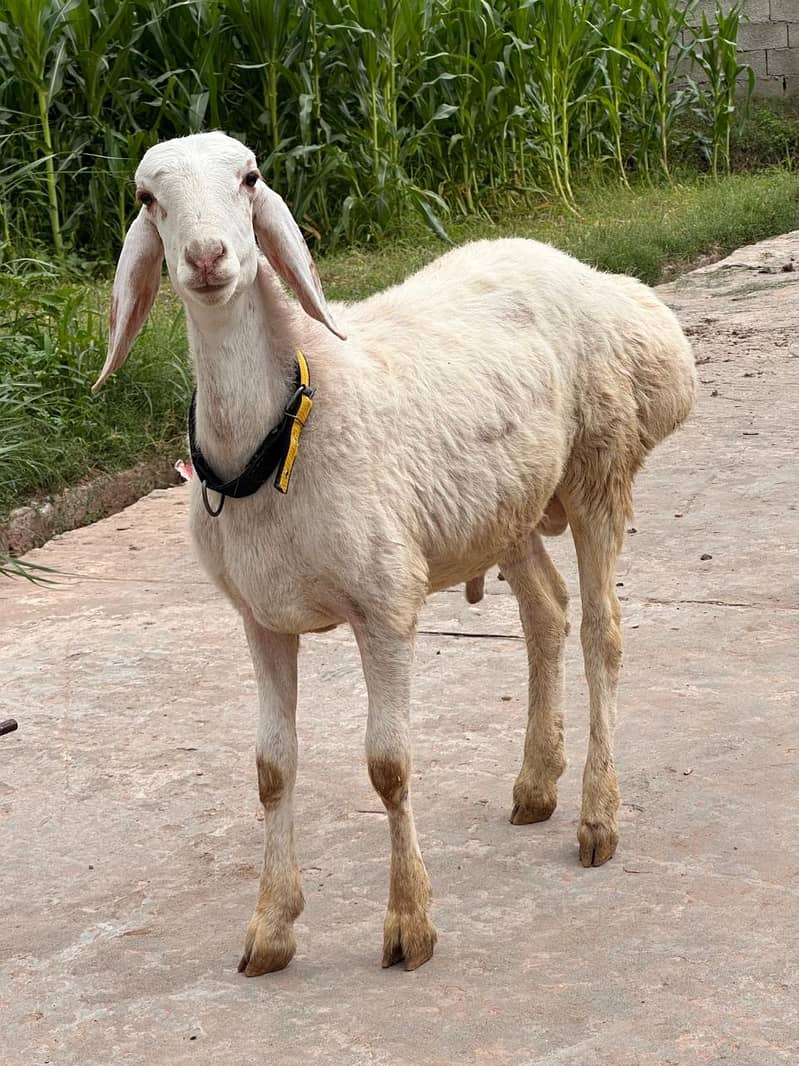 sheep 0