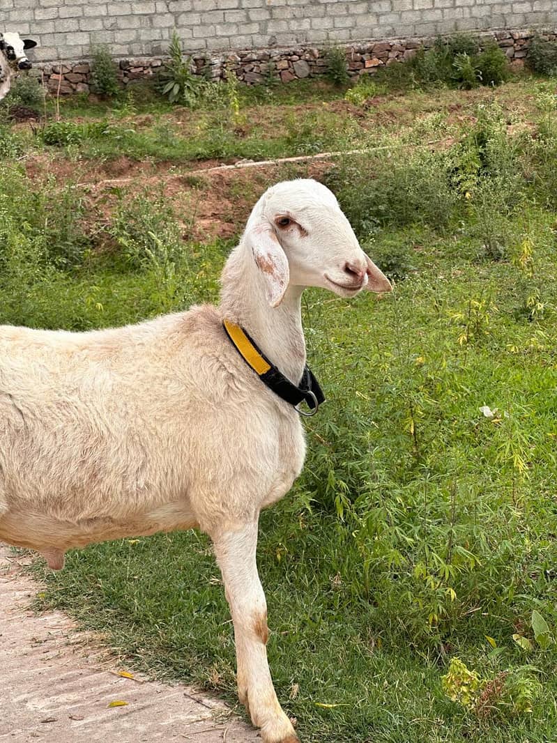 sheep 1