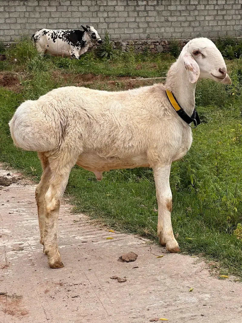 sheep — photo 3