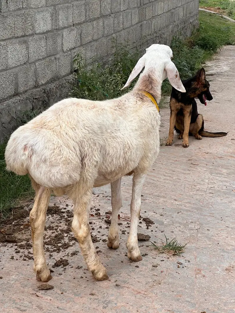 sheep — photo 4