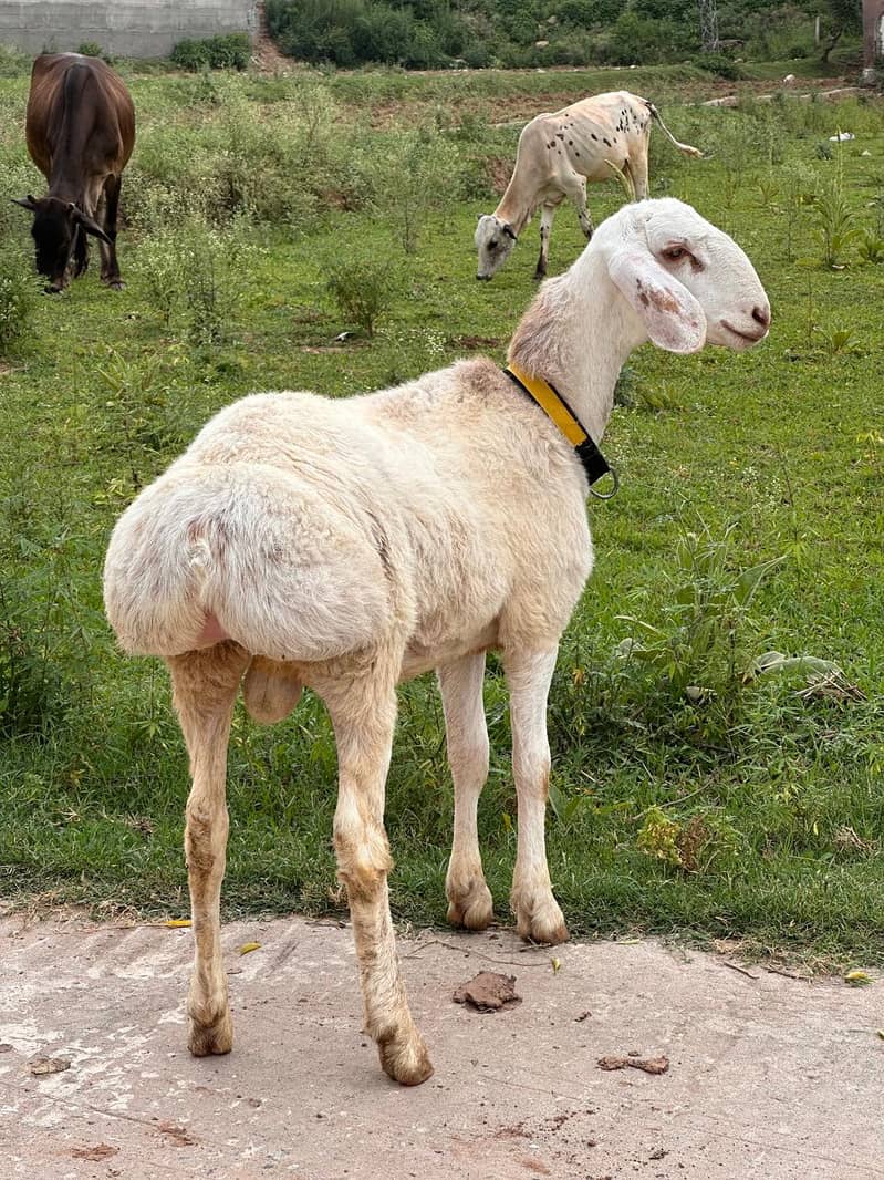 sheep 4