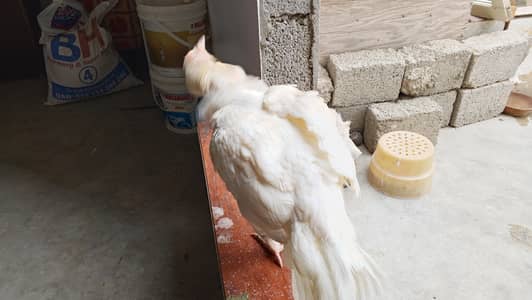 Aseel Hera Maddi Kurak