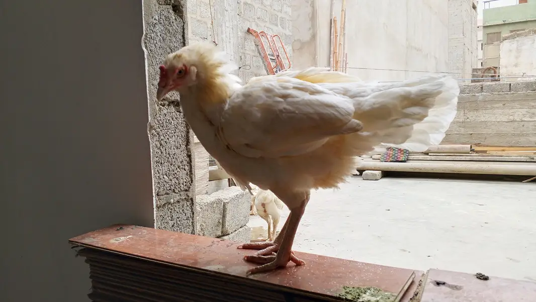 Aseel Hera Maddi Kurak — photo 4