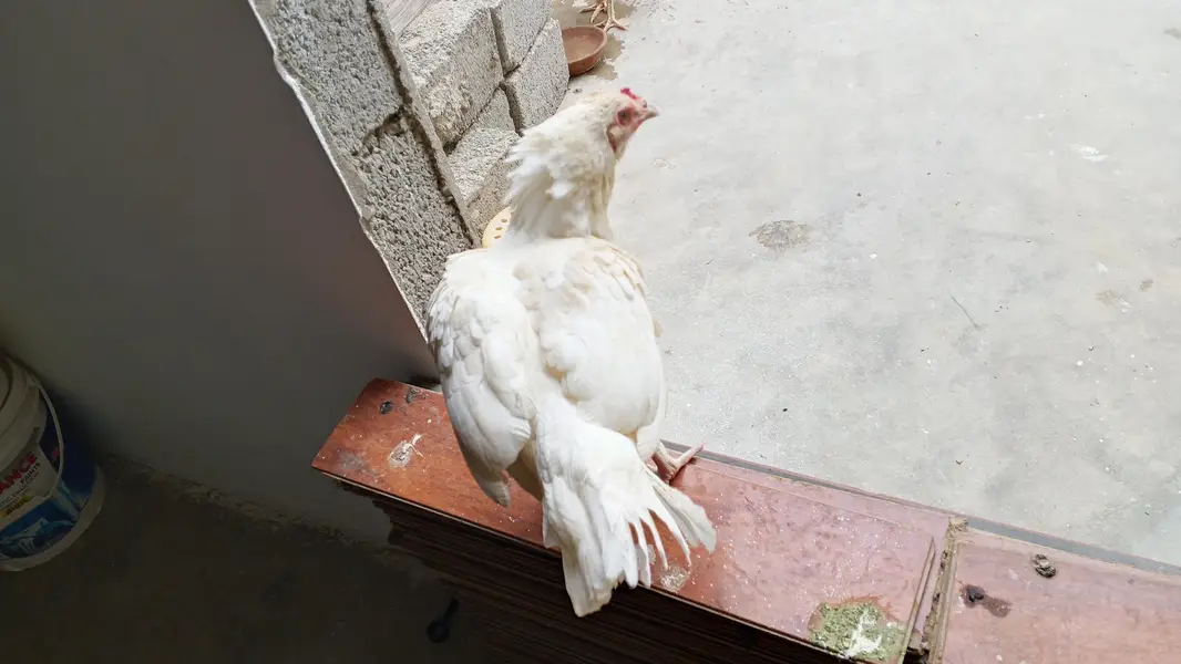 Aseel Hera Maddi Kurak — photo 5