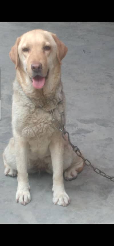 Female Labrador for sale