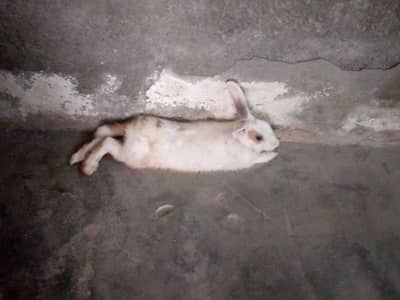 Rabbits for sale