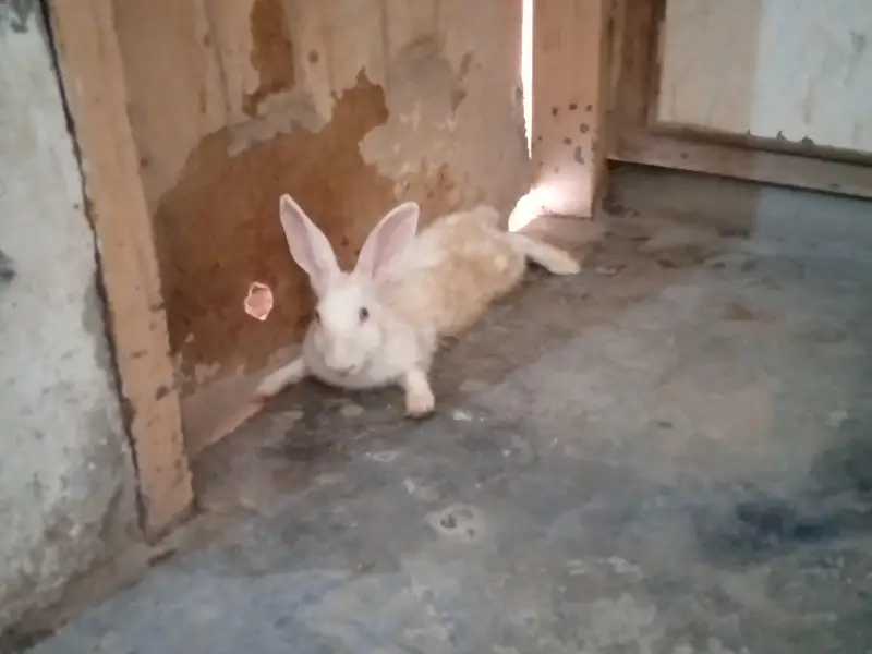 Rabbits for sale — photo 2