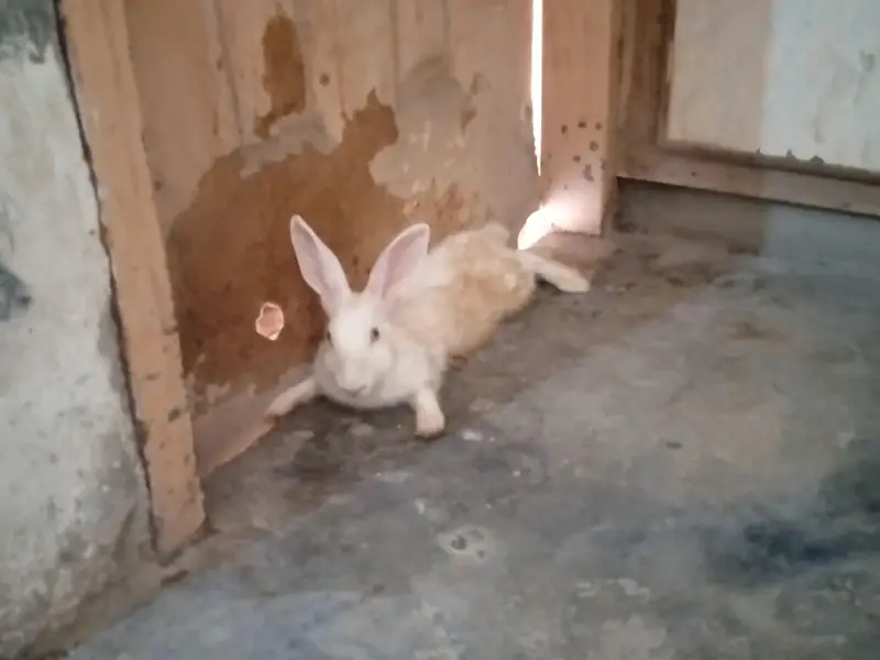 Rabbits for sale — photo 3