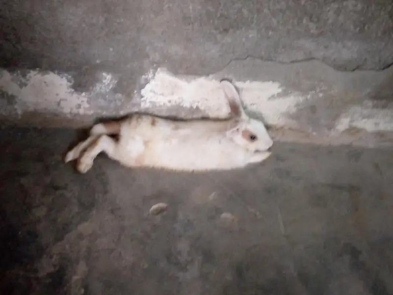 Rabbits for sale — photo 4
