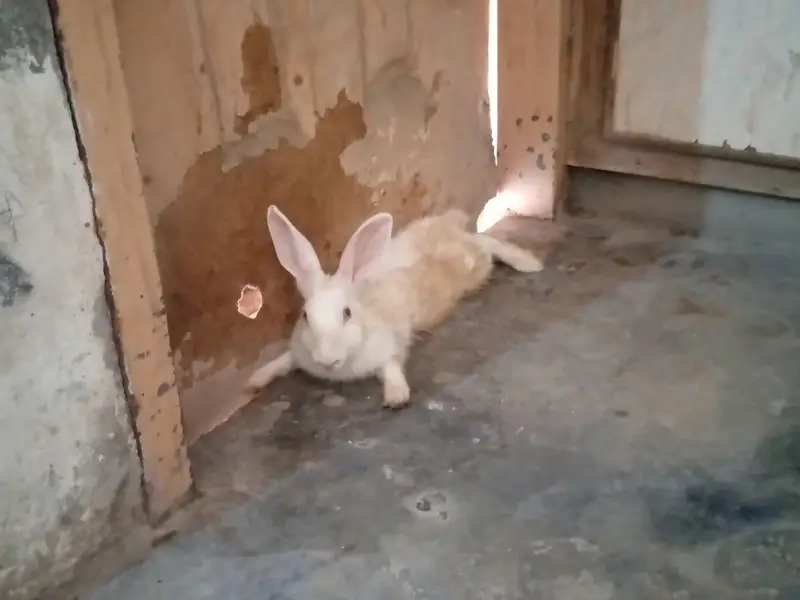 Rabbits for sale — photo 5