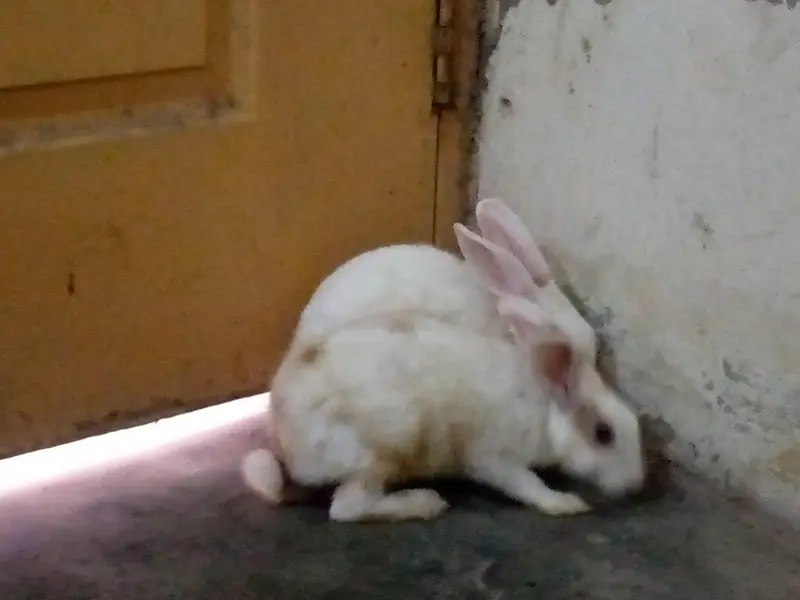 Rabbits for sale — photo 6