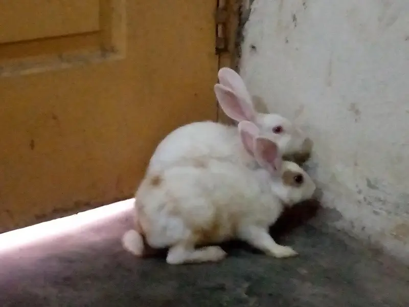 Rabbits for sale — photo 7