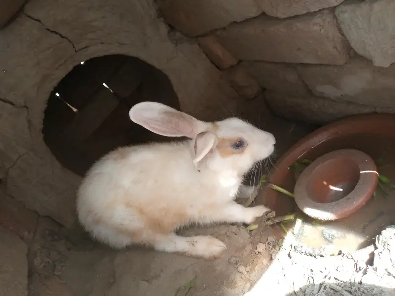 Rabbits for sale — photo 8