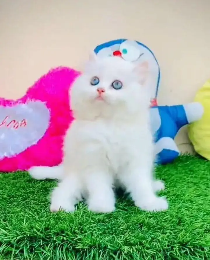 Persian cat for sale male or female vaccine ke liye search image wash — photo 2