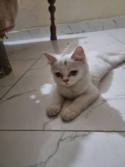 persion cat  for sale