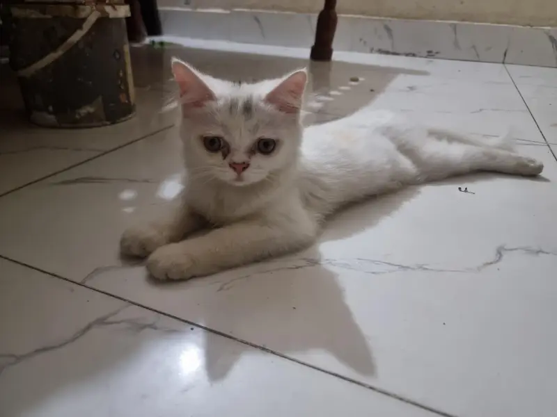 persion cat  for sale — photo 2