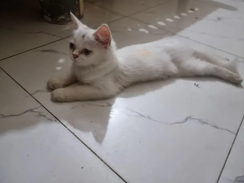 persion cat  for sale — photo 3