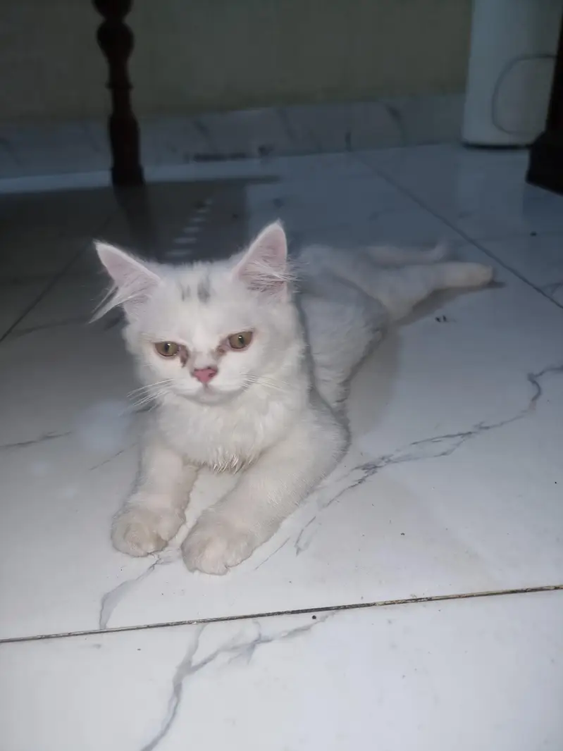 persion cat  for sale — photo 4