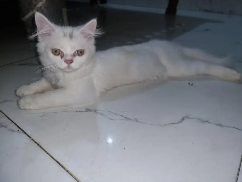 persion cat  for sale — photo 5