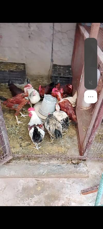 1500/kg desi murgha live