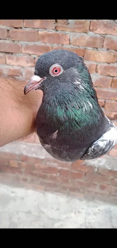 DUB WALA MALE FOR SALE