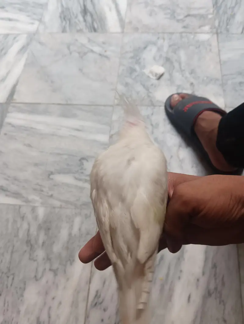Eno cocktail parrot