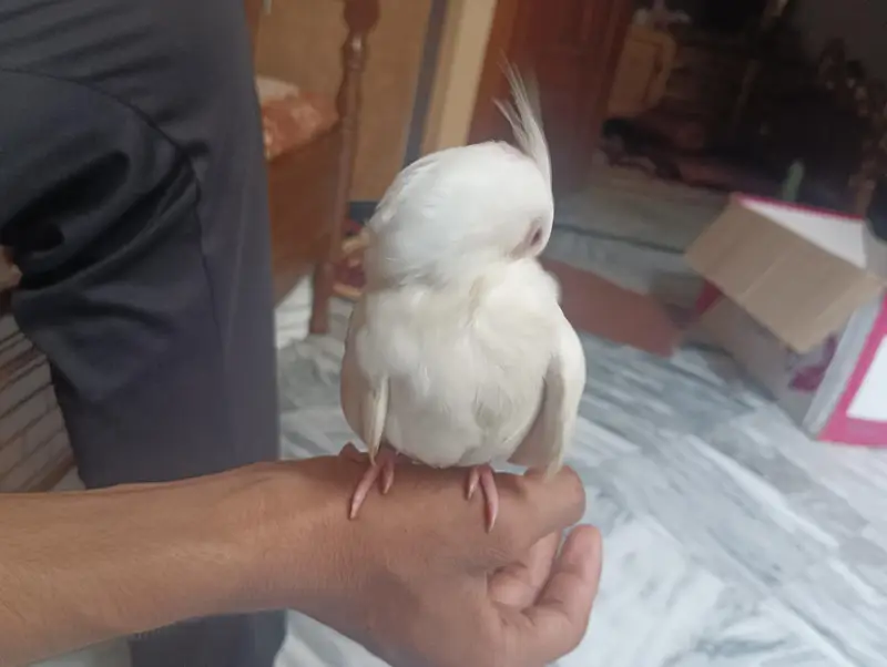 Eno cocktail parrot — photo 2