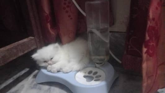 persian baby cat