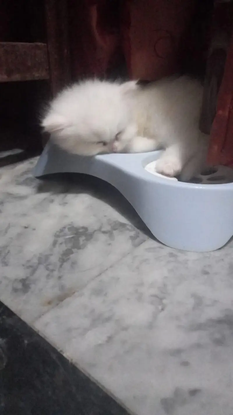 persian baby cat — photo 2