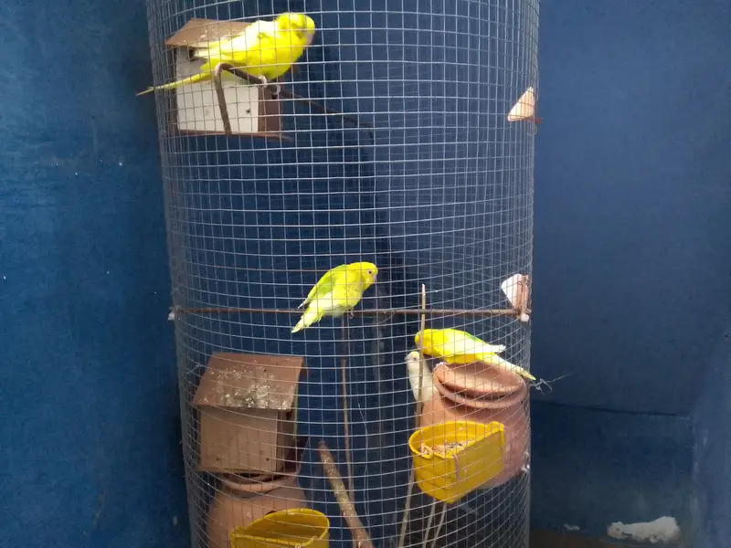 Australians 2 pairs pathe with fancy cage — photo 3