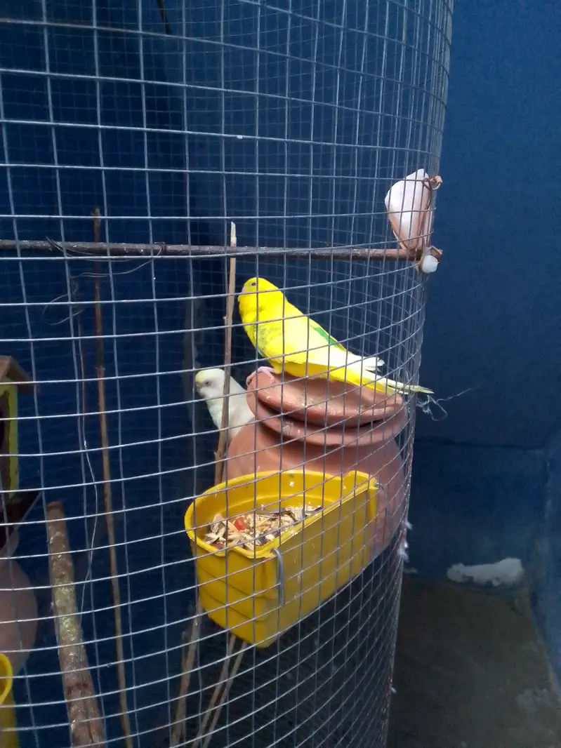 Australians 2 pairs pathe with fancy cage — photo 4