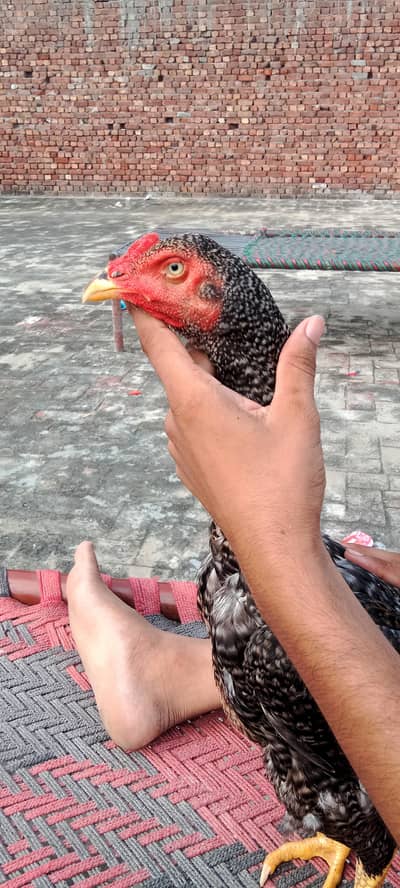 Aseel patha hight Quality