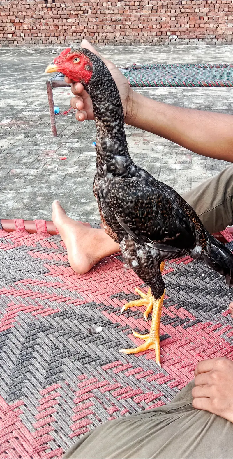 Aseel patha hight Quality — photo 3
