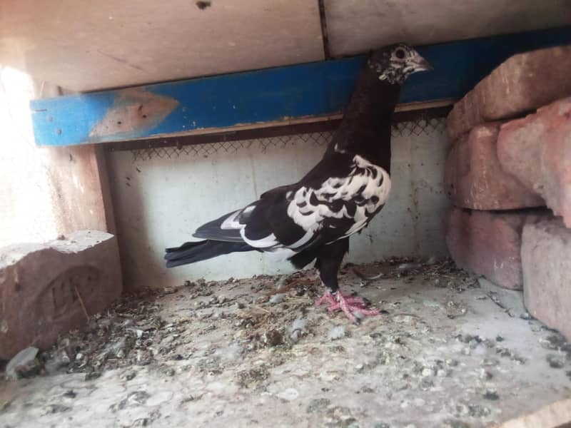 black chida 2