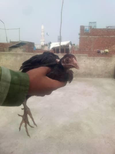 03287071070 what'sp or call argnt sale seal murga