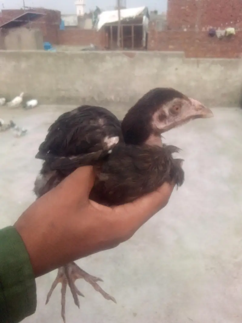 03287071070 what'sp or call argnt sale seal murga — photo 2