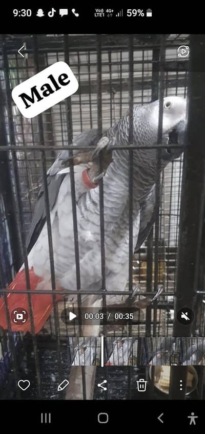 african gray parrot