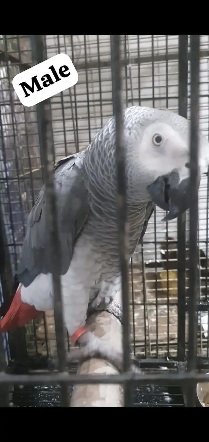 african gray parrot — photo 2