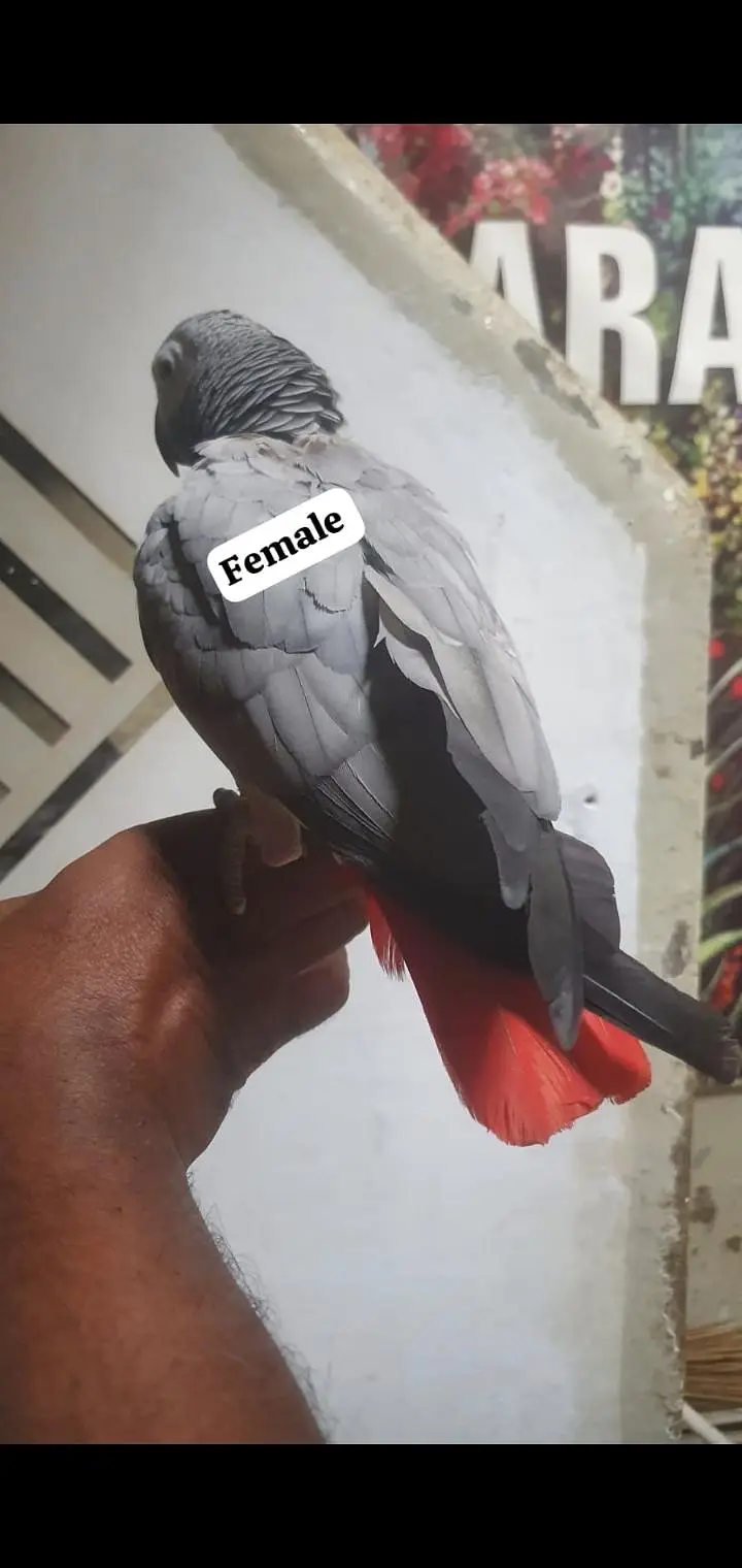 african gray parrot — photo 3