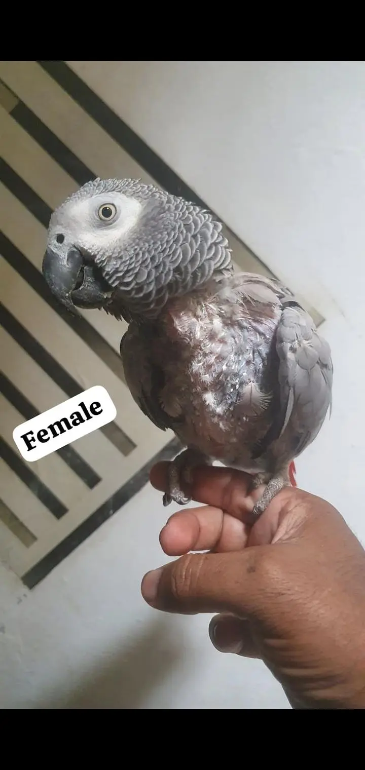 african gray parrot — photo 4