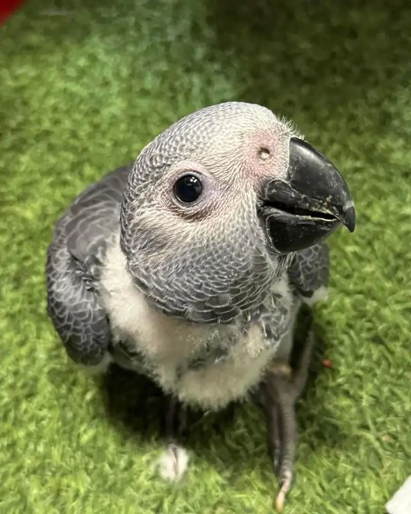 African Grey Parrot checks for sale0346%2738%809 — photo 2