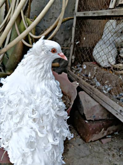 Quality Frill Back Male For Sale