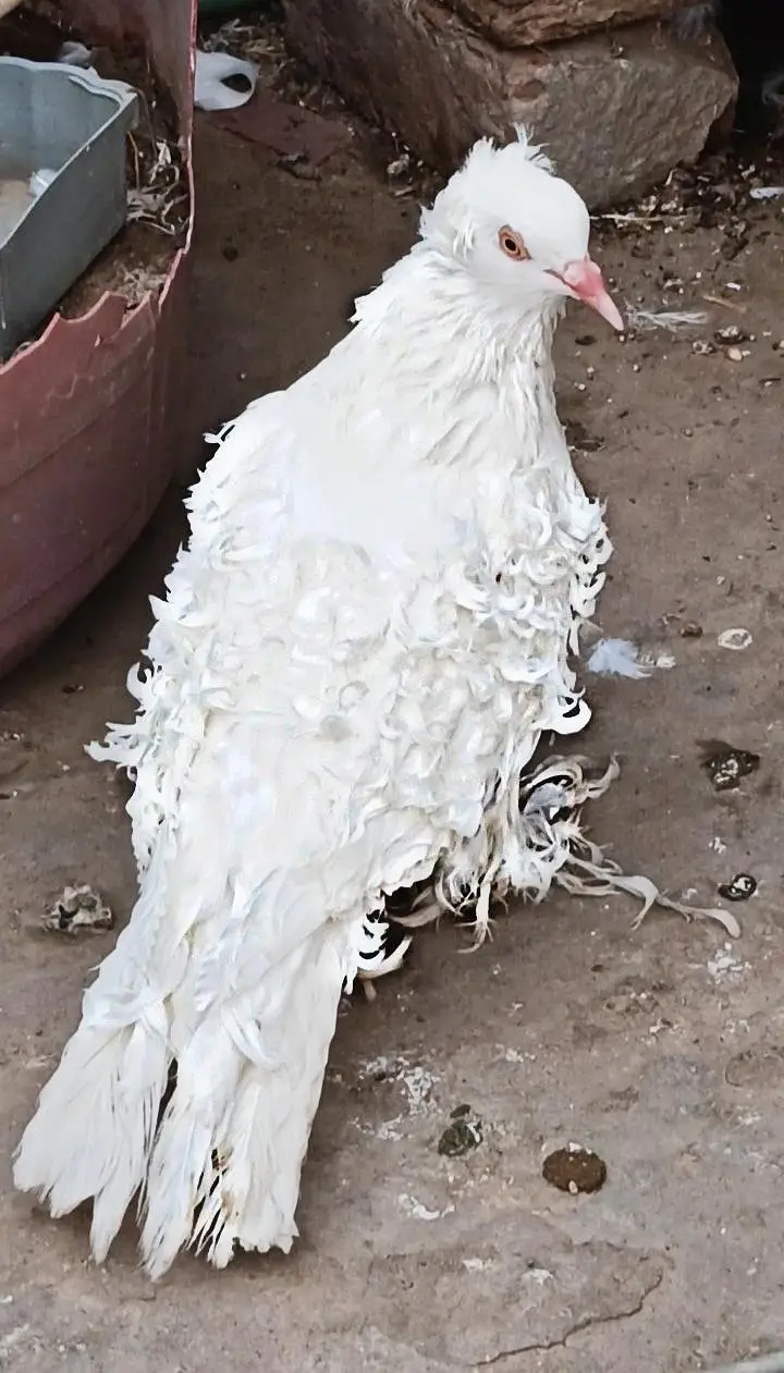 Quality Frill Back Male For Sale — photo 2