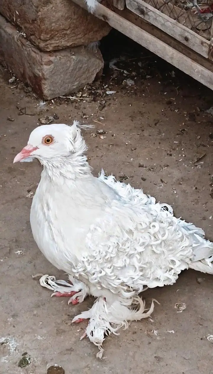 Quality Frill Back Male For Sale — photo 3